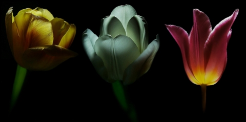 tenebris tulips